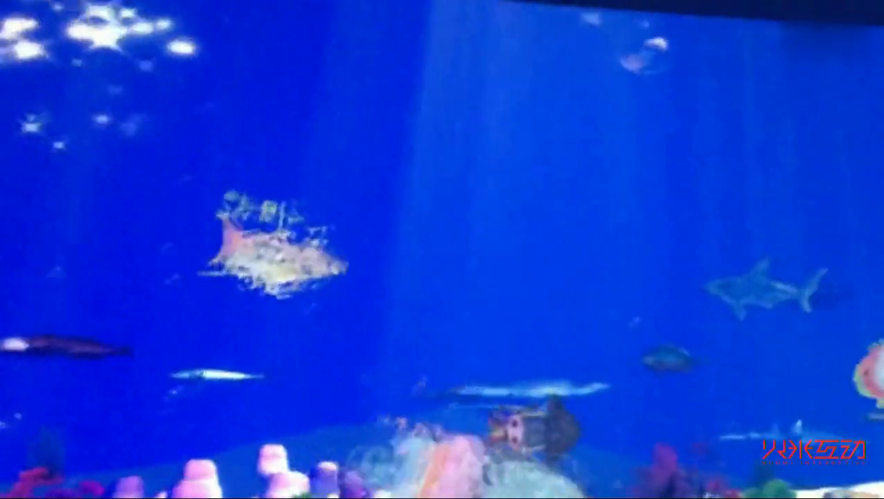 马良画画水族馆